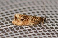 Celypha lacunana