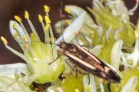Scythris heinemanni