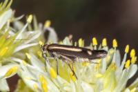 Scythris heinemanni
