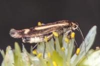 Scythris heinemanni