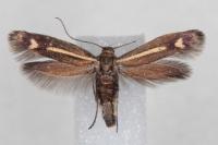 Scythris heinemanni