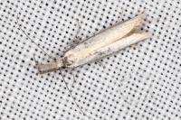 Pleurota aristella