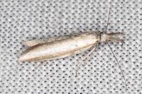 Pleurota aristella