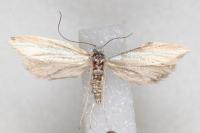 Pleurota aristella