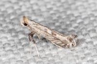Parornix torquillella