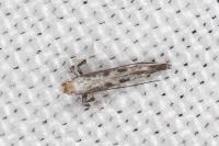 Parornix torquillella