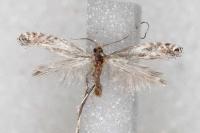 Parornix torquillella
