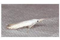 Coleophora anatipennella