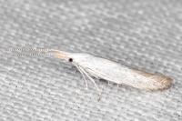 Coleophora anatipennella