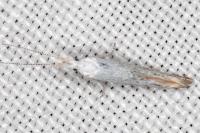 Coleophora anatipennella