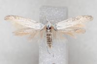 Coleophora anatipennella
