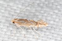 Phyllonorycter lapadiella