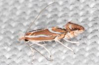 Phyllonorycter lapadiella