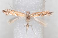 Phyllonorycter lapadiella