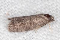 Cnephasia ecullyana