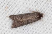 Cnephasia ecullyana