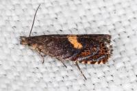Dichrorampha petiverella