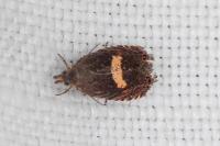 Dichrorampha petiverella