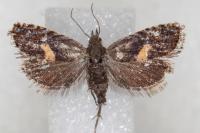 Dichrorampha petiverella