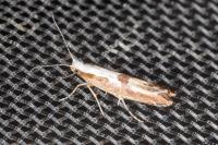 Argyresthia pruniella