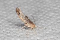 Argyresthia spinosella