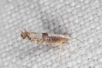 Argyresthia spinosella