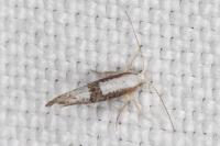 Argyresthia spinosella