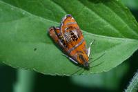 Olethreutes arcuella