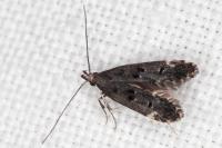 Dichomeris alacella