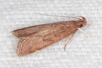 Helcystogramma lutatella