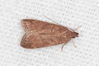 Helcystogramma lutatella