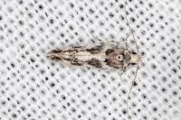 Parachronistis albiceps