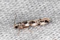 Parachronistis albiceps