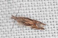 Sophronia sicariellus