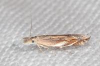 Sophronia sicariellus