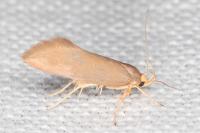 Crassa unitella