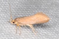 Crassa unitella