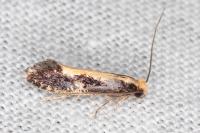 Monopis obviella