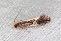 Monopis obviella
