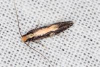 Monopis obviella