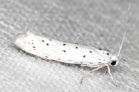 Yponomeuta
