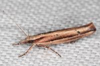 Ypsolopha ustella