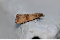 Celypha striana
