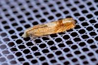 Eucosma conterminana