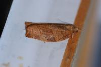 Pandemis heparana