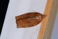 Pandemis heparana