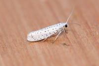 Yponomeuta evonymella