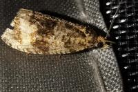 Celypha lacunana