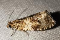 Celypha lacunana