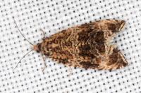 Celypha lacunana